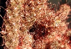 Mammillaria yaquensis (2).jpg